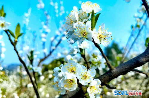 瀘縣太伏鎮李子花迎春綻放，伏櫪春色醉游人